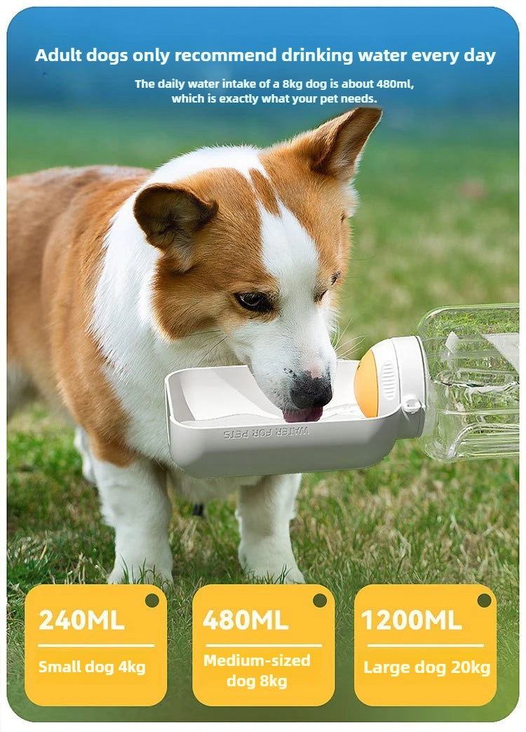 Portable water bowl for dogs, ideal for outdoor walks.